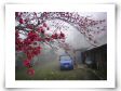 blossoms-1.jpg